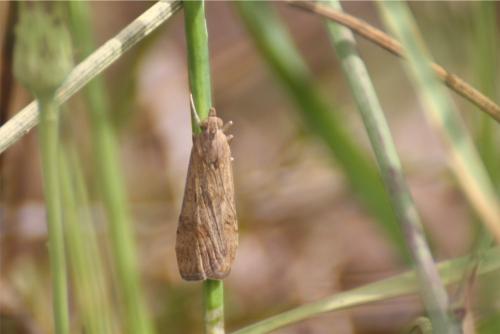 Nomophila noctuella